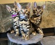 fantasticos-gatitos-bengala-en-adopcion-small-0