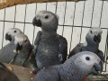 regalo-loros-yaco-papilleros-gris-africano-small-0