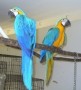 regalo-preciosos-loro-guacamayo-azul-small-0