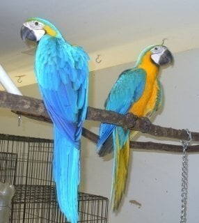 regalo-preciosos-loro-guacamayo-azul-big-0