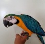 regalo-preciosos-loro-guacamayo-azul-small-0