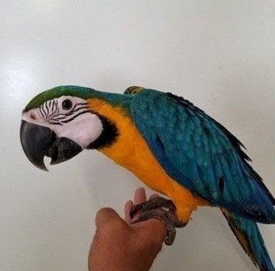 regalo-preciosos-loro-guacamayo-azul-big-0