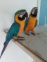 regalo-preciosos-loro-guacamayo-azul-small-0