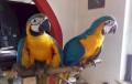 regalo-preciosos-loro-guacamayo-azul-small-0