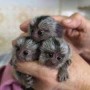 monos-titi-domesticados-para-adopcion-small-0