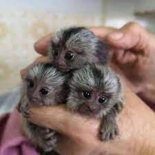 Monos tití domesticados para adopción