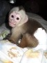 monos-capuchinos-criados-en-casa-para-adopcion-small-0