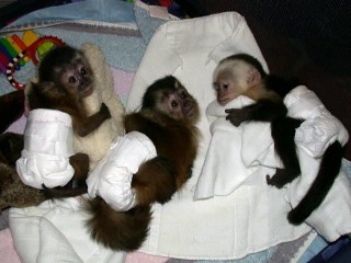 Monos capuchinos criados en casa para adopción