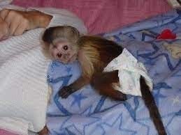monos-capuchinos-criados-en-casa-para-adopcion-big-0