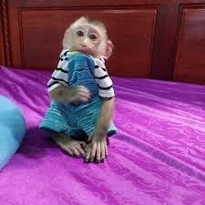 Monos capuchinos criados en casa para adopción