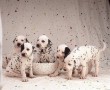 regalo-cachorros-dalmante-en-adopcion-small-0
