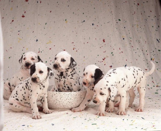 regalo-cachorros-dalmante-en-adopcion-big-0