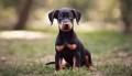 lindos-cachorros-doberman-en-adopcion-small-0