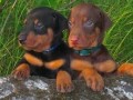 lindos-cachorros-doberman-en-adopcion-small-0