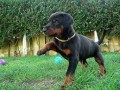 lindos-cachorros-doberman-en-adopcion-small-0