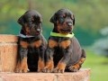 lindos-cachorros-doberman-en-adopcion-small-0