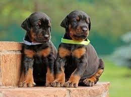 lindos-cachorros-doberman-en-adopcion-big-0