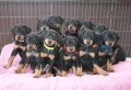 lindos-cachorros-doberman-en-adopcion-small-0