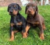 lindos-cachorros-doberman-en-adopcion-small-0