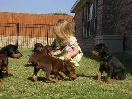 Lindos Cachorros Doberman en adopcion