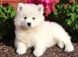 Regalo Cachorro Samoyedo blanco en adopcion