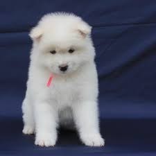 regalo-cachorro-samoyedo-blanco-en-adopcion-big-0