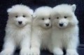 regalo-cachorro-samoyedo-blanco-en-adopcion-small-0