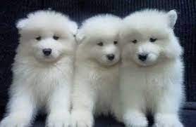 Regalo Cachorro Samoyedo blanco en adopcion