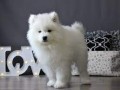 regalo-cachorro-samoyedo-blanco-en-adopcion-small-0