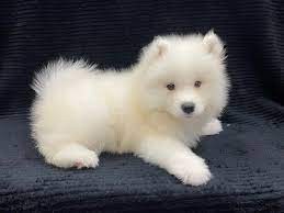 regalo-cachorro-samoyedo-blanco-en-adopcion-big-0