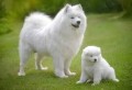 regalo-cachorro-samoyedo-blanco-en-adopcion-small-0