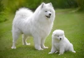 regalo-cachorro-samoyedo-blanco-en-adopcion-big-0