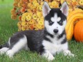 adorables-cachorros-husky-siberiano-en-adopcion-small-0