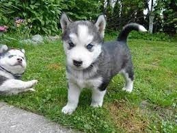 Adorables cachorros Husky Siberiano en adopcion