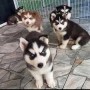 adorables-cachorros-husky-siberiano-en-adopcion-small-0
