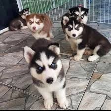 adorables-cachorros-husky-siberiano-en-adopcion-big-0