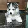 adorables-cachorros-husky-siberiano-en-adopcion-small-0