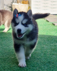 REGALO CACHORROS DE HUSKY SIBERIANO MACHO Y HEMBRA