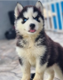 regalo-cachorros-de-husky-siberiano-macho-y-hembra-small-0