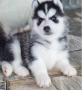 regalo-cachorros-de-husky-siberiano-macho-y-hembra-small-0