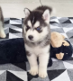 regalo-cachorros-de-husky-siberiano-macho-y-hembra-small-0