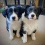 regalo-cachorros-de-border-collie-para-adopcion-small-0