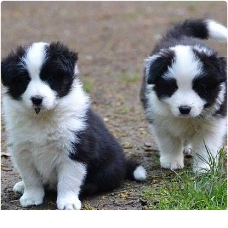 regalo-cachorros-de-border-collie-para-adopcion-big-0