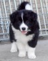 regalo-cachorros-de-border-collie-para-adopcion-small-0