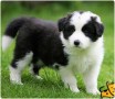 regalo-cachorros-de-border-collie-para-adopcion-small-0