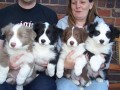 regalo-cachorros-de-border-collie-para-adopcion-small-0
