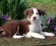 regalo-cachorros-de-border-collie-para-adopcion-small-0