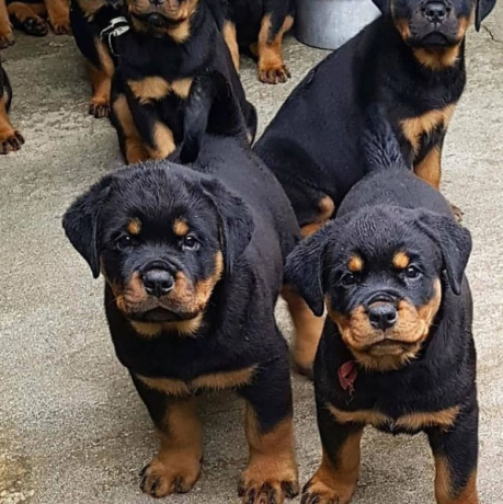 regalo-cachorros-de-rottweiler-bonita-big-0