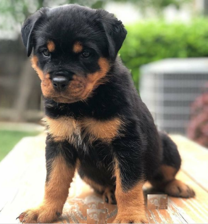 regalo-cachorros-de-rottweiler-bonita-big-0