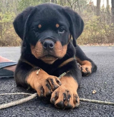 REGALO CACHORROS DE ROTTWEILER BONITA